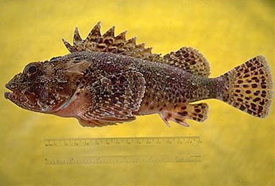 California scorpionfish