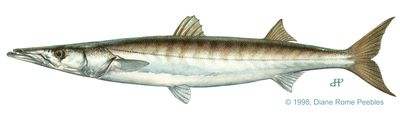 Pacific barracuda