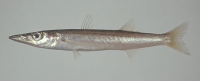 Australian barracuda