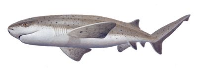 Sevengill shark