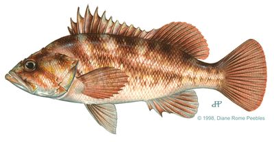 Copper rockfish