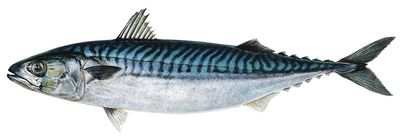 Island mackerel