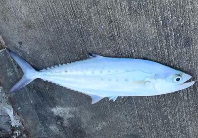 Doublespotted queenfish