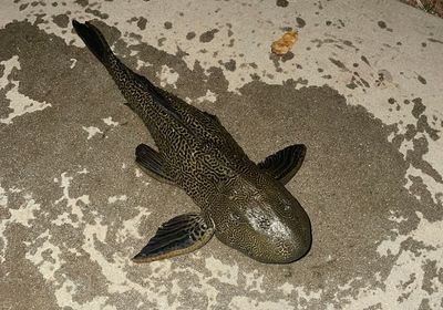 Suckermouth catfish