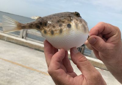 Southern pufferfish