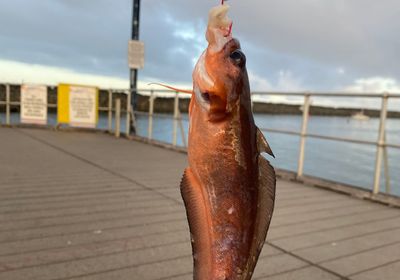 Red codling