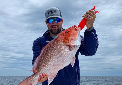 Northern red snapper