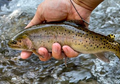 Colorado river cutthroat trout