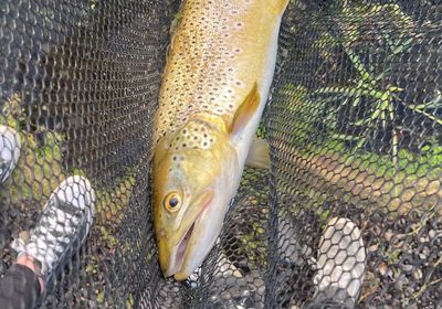 Brown trout (fario)