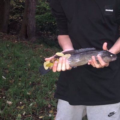Recently caught River blackfish