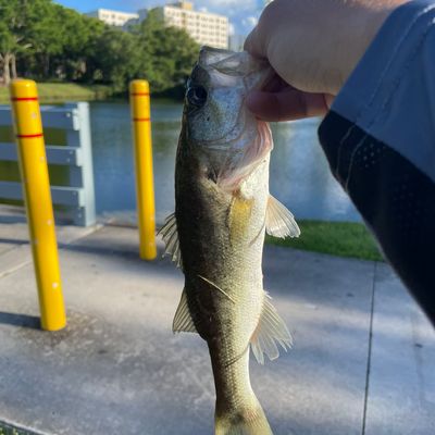 Catch from ordinaryteenagefisherman