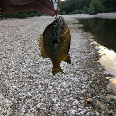 Recently caught Pumpkinseed