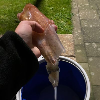 Recently caught Arrow squid