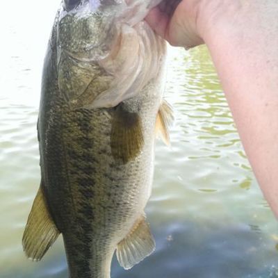 Fishing reports, best baits and forecast for fishing in Muskingum River