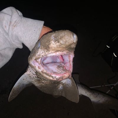 Recently caught Broadnose sevengill shark
