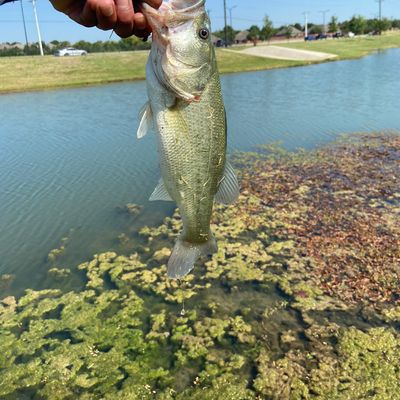 Catch from NorthTX_Fishing