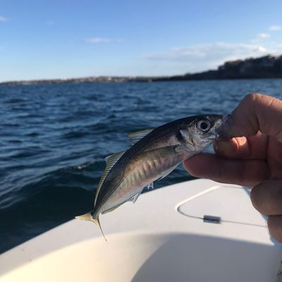 Recently caught Bigeye scad