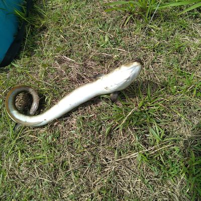 Recently caught Giant mottled eel