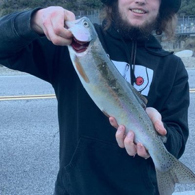 Recently caught Rainbow trout