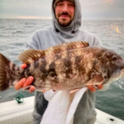 Recently caught Tautog