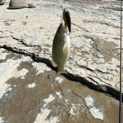 Catch from Jaxonisfishing