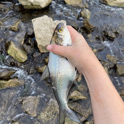 Recently caught American gizzard shad