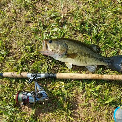 salter crappie rods