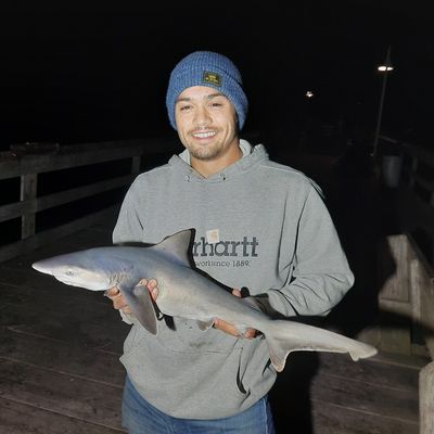 Recently caught Bull shark