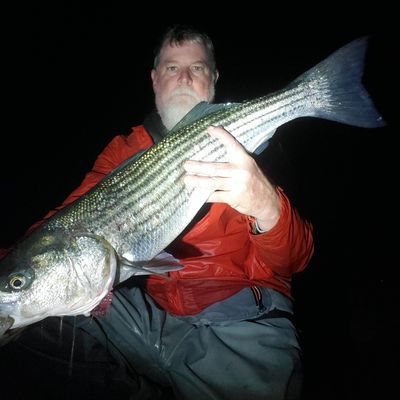 Recently caught Striped bass