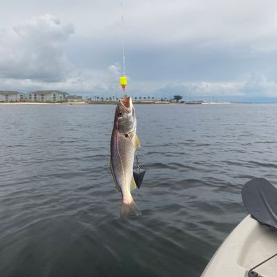Recently caught Sand weakfish