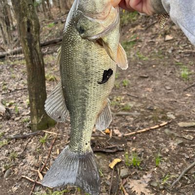 Fishing Reports, Best Baits And Forecast For Fishing In Loyalhanna Lake