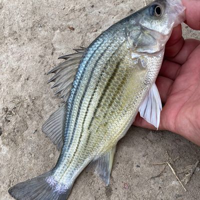 Recently caught Yellow bass