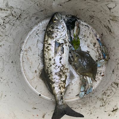 Catch from Tencinniello-fishin