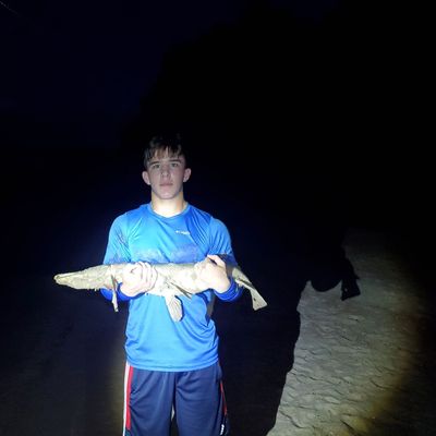 Recently caught Alligator gar