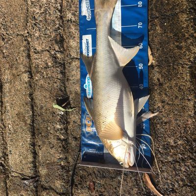 Recently caught King threadfin