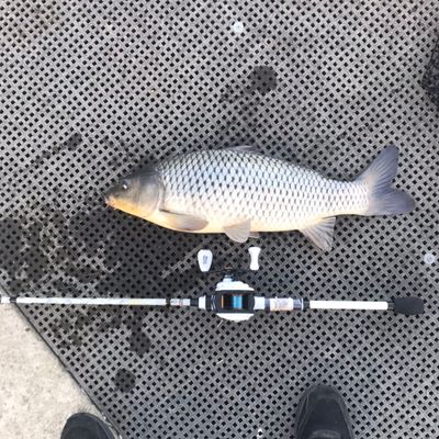 Recently caught Common carp