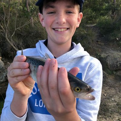 Recently caught Western Australian salmon