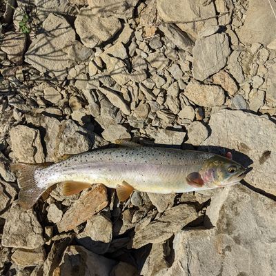 Recently caught Cutthroat trout