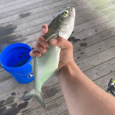 Recently caught Bluefish