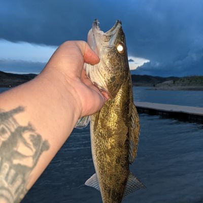 Catch from arcane_bassin