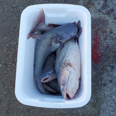 Recently caught Blue catfish