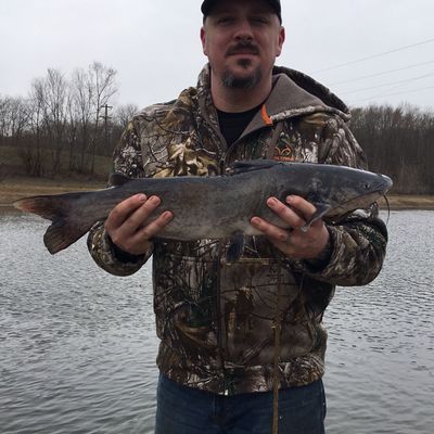 muddy river catfishing flathead rod