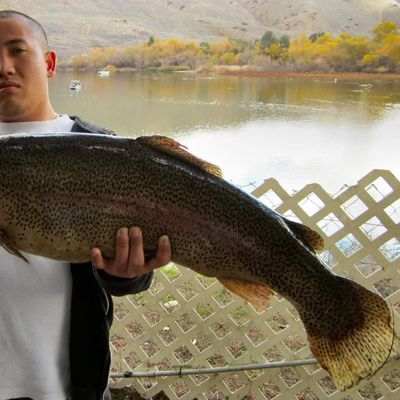 Recently caught Rainbow trout