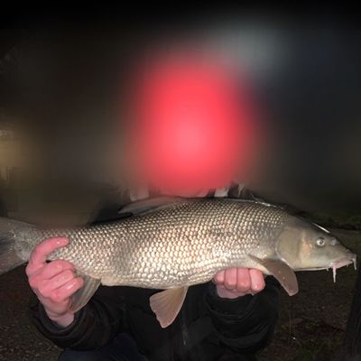 Recently caught Common barbel
