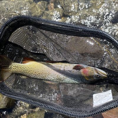Recently caught Cutthroat trout