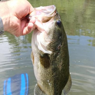 Fishing reports, best baits and forecast for fishing in Lynx Lake