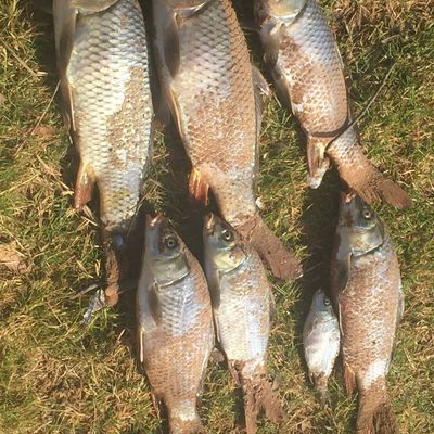 bonney lake catches fishing logged