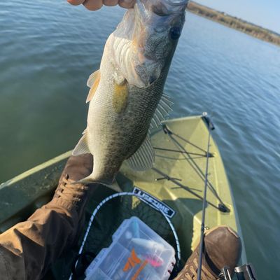 Fishing In Stillhouse Hollow Lake Fishbrain