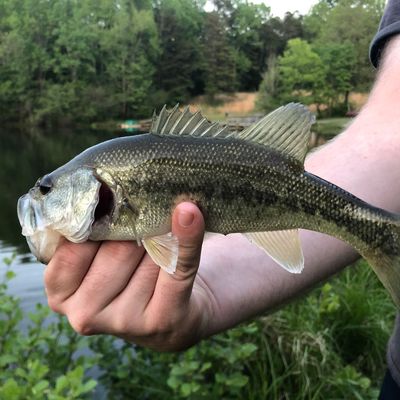 Fishing In Andrew Jackson State Park Lake Fishbrain