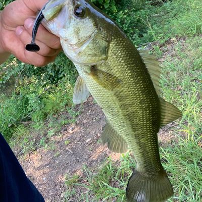 Fishing in Little Conewago Creek | Fishbrain